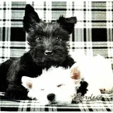 Serwetka do decoupage czarny i biały piesek 33x33 R&F Unikat