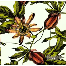 Serwetka do decoupage  passiflora 25x25 IHR Unikat