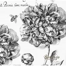 Serwetka do decoupage szkic peoni, piwonii 33x33 MAKI Unikat
