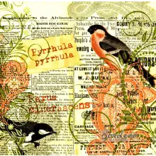 ptaków gila i sikorki na tle starej gazety