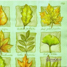 Serwetka do decoupage liście drzew z opisami na zielonym tle  33x33 PAW Unikat