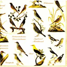 Serwetka do decoupage atlas dzikich ptaków 33x33 R&F Unikat