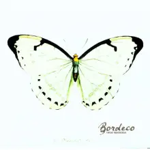 Serwetka do decoupage biały i czarny motyl 33x33 SAGEN Unikat