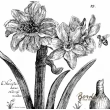 Serwetka do decoupage czarno-białe narcyzy grafika 33x33 VIVA. Unikat