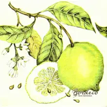 Serwetka do decoupage zielone cytryny 33x33 VIVA. Unikat