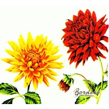 Serwetka do decoupage kolorowe dalie 25x25 IHR Unikat