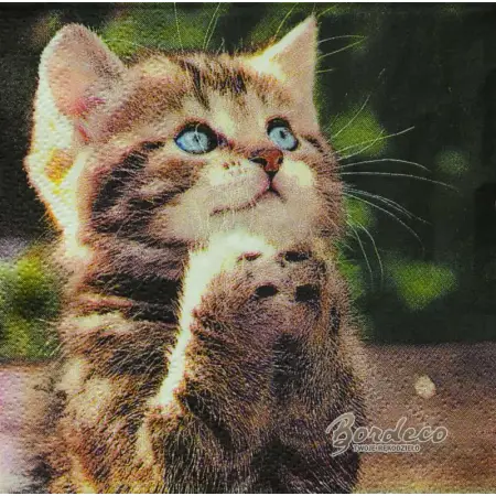 Serwetka do decoupage niebieskooki, proszący kotek 25x25 PIXIE Unikat