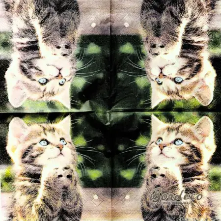 Serwetka do decoupage niebieskooki, proszący kotek 25x25 PIXIE Unikat