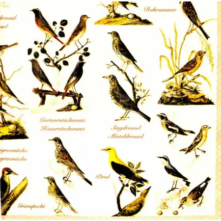 Serwetka do decoupage atlas dzikich ptaków 33x33 R&F Unikat