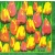 Serwetka do decoupage żółto-czerwone tulipany 33x33 AHA