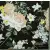 Serwetka do decoupage kwiaty róże na czarnym tle 33x33 GREENGATE Unikat
