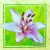 Serwetka do decoupage  kwiat lilii  33x33 HRC