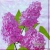 Serwetka do decoupage lilak, bez  33x33 HRC