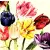 Serwetka do decoupage holenderskie tulipany 33x33 HOME Unikat