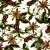 Serwetka do decoupage  passiflora 25x25 IHR Unikat
