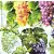 Serwetka do decoupage winogrona 33x33 MICHEL Unikat