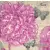 Serwetka do decoupage duża różowa peonia 33x33 PPD Unikat