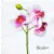 Serwetka do decoupage storczyk, orchidea 33x33 Paper+Design Unikat