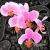Serwetka do decoupage różowy storczyk, orchidea 33x33 R&F Unikat