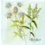 Serwetka do decoupage szkicowane kwiaty 33x33 ZARA HOME Unikat