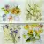 Serwetka do decoupage szkicowane kwiaty 33x33 ZARA HOME Unikat