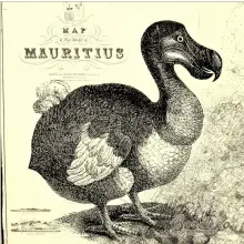 Serwetka do decoupage ptak Dodo z Mauritiusa 33x33 IHR Unikat