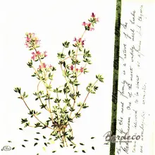 Serwetka do decoupage zioła tymianek 33x33 IHR Unikat