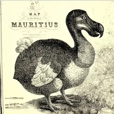 Serwetka do decoupage ptak Dodo z Mauritiusa 33x33 IHR Unikat