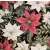 Serwetka do decoupage firmy HANKE TISSUE gwiazdy betlejemskie, poinsecje 33x33cm.Serwetka do decoupage firmy HANKE TISSU